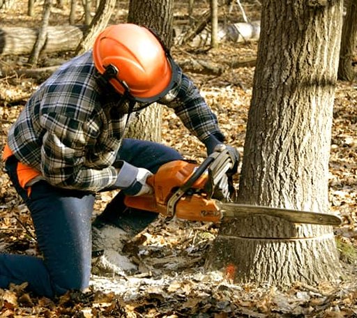 Tree Removal in Deal Island, MD
